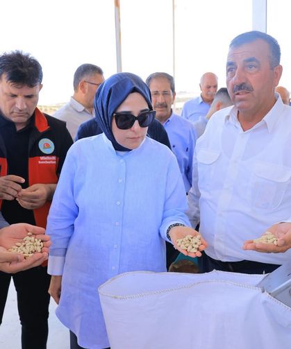 Bozova’da Sezonun İlk Fıstık Hasadı Gerçekleştirildi