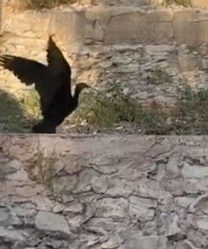 Şanlıurfa’da Kelaynaklar İçin Koruma Çalışmaları Sürüyor