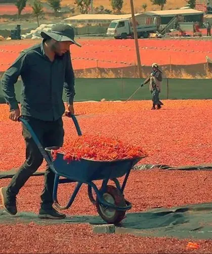 Şanlıurfa’da Tescilli Biber İsota Dönüşüyor