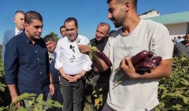 Şanlıurfa Birecik'te fıstık ve patlıcan festivali heyecanı