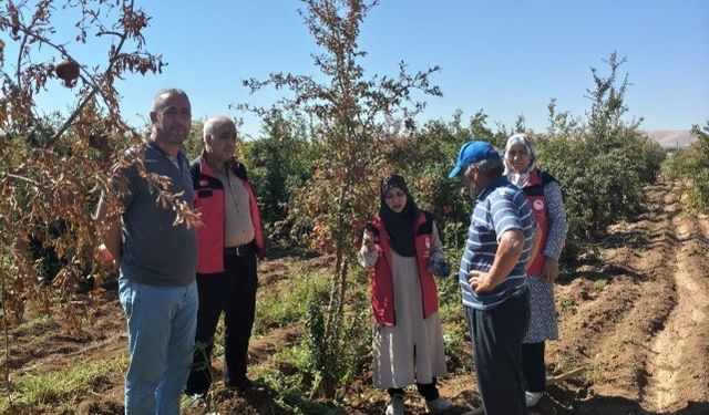 Şanlıurfa Tarım Ekiplerinden Nar Bahçelerine Denetim!