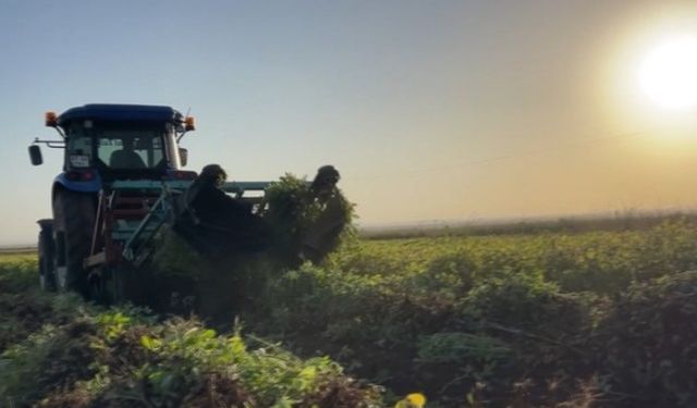 Şanlıurfa'da Çiftçi Alternatif Ürünlere Yöneldi: Yer Fıstığına Talep Artıyor!