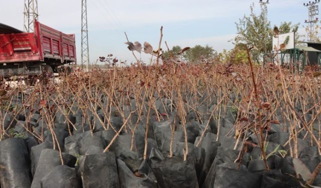 Şanlıurfa Büyükşehir Belediyesi'nden Tarımsal Üretime Büyük Destek!