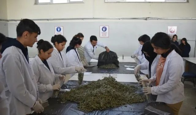 Siverek'te Öğrenciler Tıbbi Bitkileri Uygulamalı Öğreniyor!