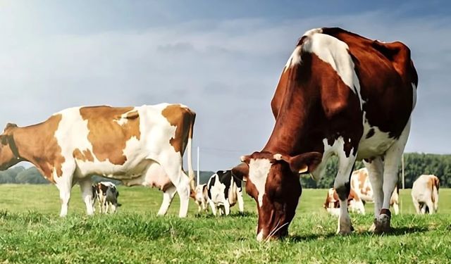 2026 Besilik Hayvan İthalatı Başvuruları Şanlıurfa’da Başlıyor