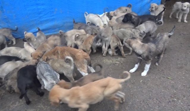 Şanlıurfa’da 20 Bin Sokak Hayvanı Bakımevlerine Alındı
