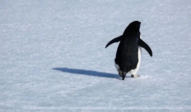 Nihilist penguen nerde yaşıyor, olayı nedir, neden öldü?
