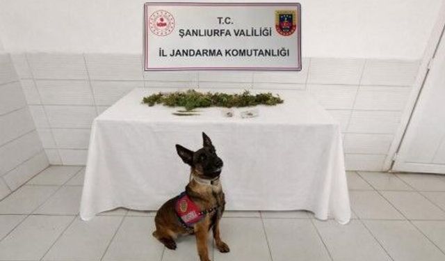 Şanlıurfa Birecik’te Narkotik Operasyonu!