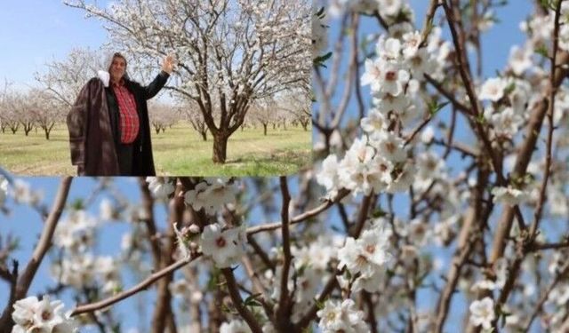 Şanlıurfa Badem Üretiminde Liderliğe Koşuyor!
