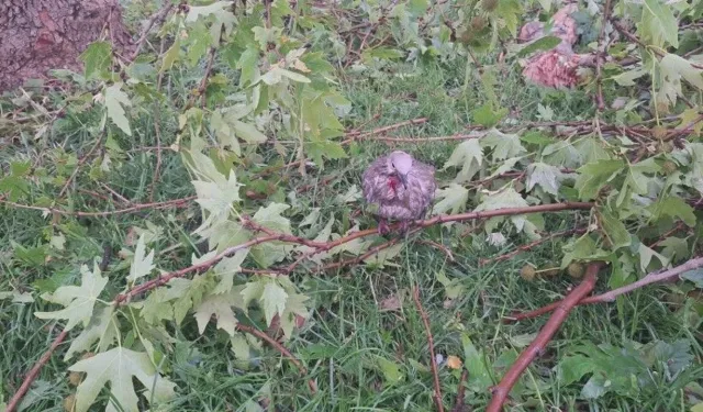 Şanlıurfa Birecik’te Sel Felaketi Doğayı da Vurdu