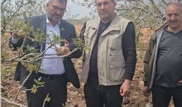 Şanlıurfa’da Dolu Felaketi Fıstık Bahçelerini Vurdu!