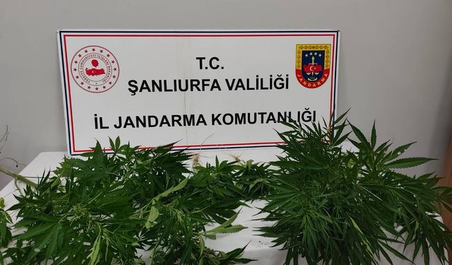 Şanlıurfa Hilvan Ve Halfeti’de Kenevir Operasyonu: 20 Kök Ele Geçirildi