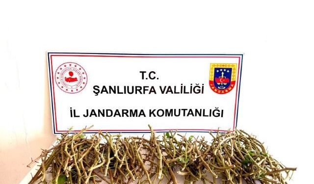 Şanlıurfa’da 3 Kişi Fıstık Hırsızlığında Suçüstü Yakalandı!
