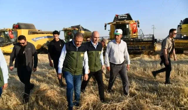Şanlıurfa Valisi Şıldak Ceylanpınar’da Buğday Hasadına Katıldı!