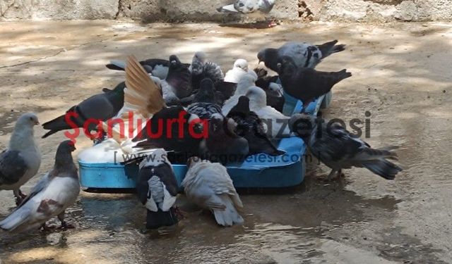 Şanlıurfa’da Yaz Sıcağı Etkisini Artırdı: Termometreler Zirvede
