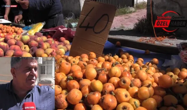 Şanlıurfa'da Malta Eriği Sezonu Başladı! Kilosu Ne Kadar Oldu?