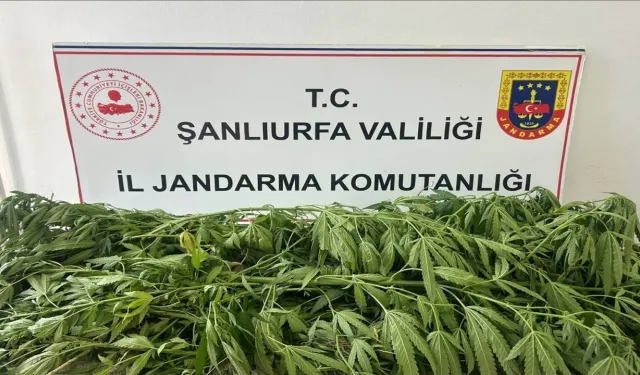Suruç'ta Uyuşturucu Operasyonu! Evinden Kenevir Fışkırdı