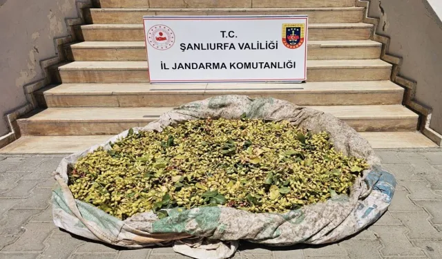 Şanlıurfa’da Fıstık Bahçesinde Yakalandılar: Üzerlerinden 380 Kilo Çıktı