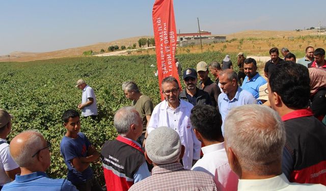 Şanlıurfa’da pamuk üreticilerine yönelik tarla okulu düzenlendi