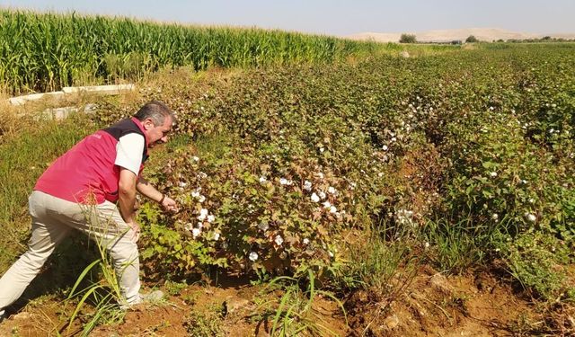 Şanlıurfa’da pamuk kozaları açılmaya başladı