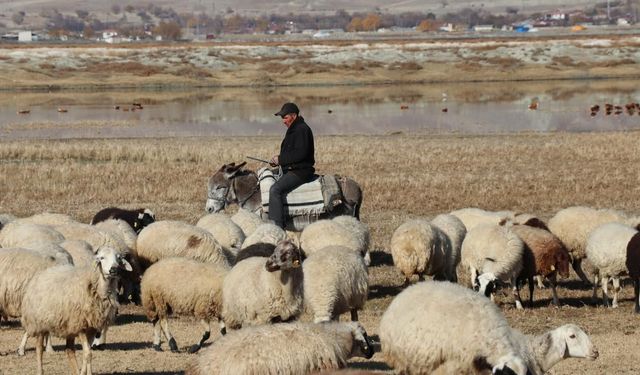 Şanlıurfa'da TİGEM’den Sığır Bakımı için çoban alacak