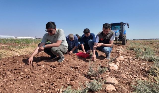Şanlıurfa’da Yüzyıllar Önce Yetiştiriliyordu! Safran Yeniden Toprakla Buluştu