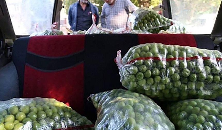 Halfeti Yeşil Eriği