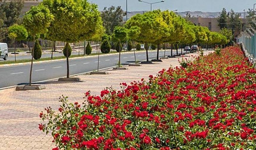 Şanlıurfa 63 Bin Çiçek ile Çiçek Açtı.