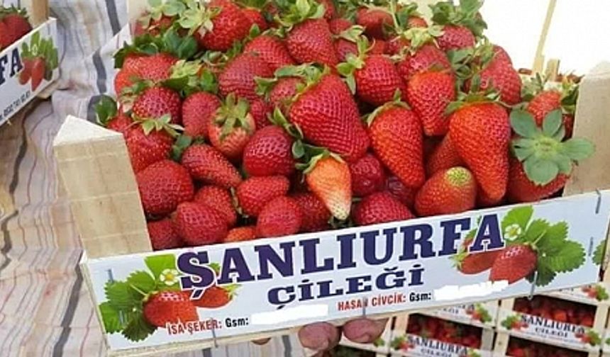 Şanlıurfa Çileği