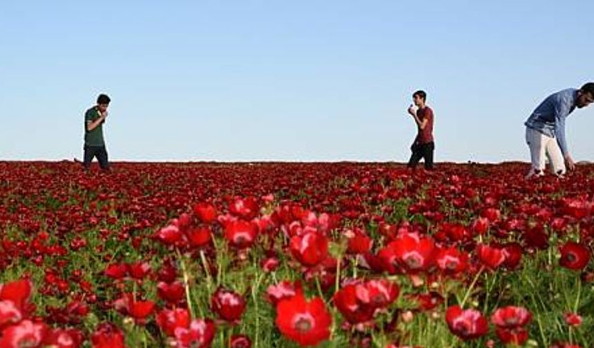 Şak Şakoları renk cümbüşü oluşturuyor