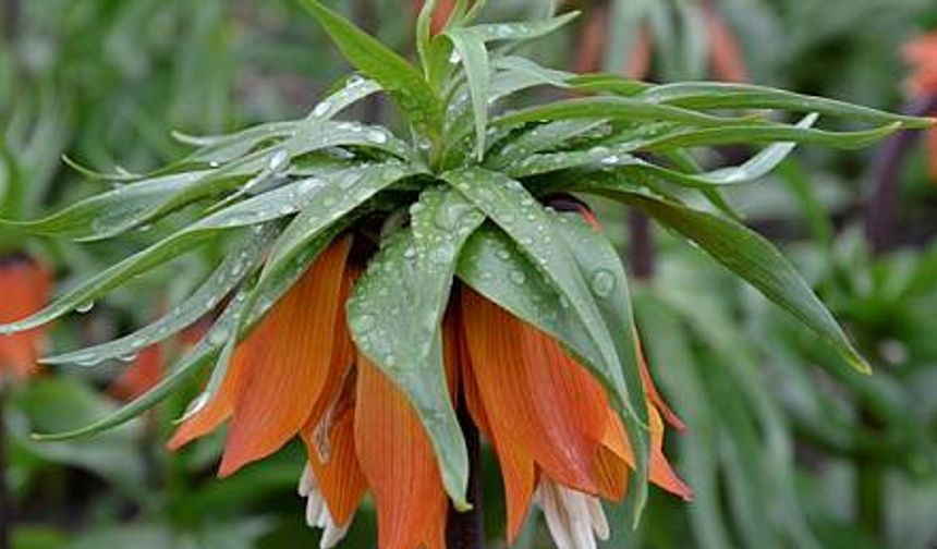 Şanlıurfa Siverek Ters Lale