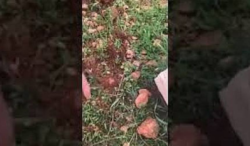 Urfa'da Keme Sezonu Açıldı- Şanlıurfa 63 TV