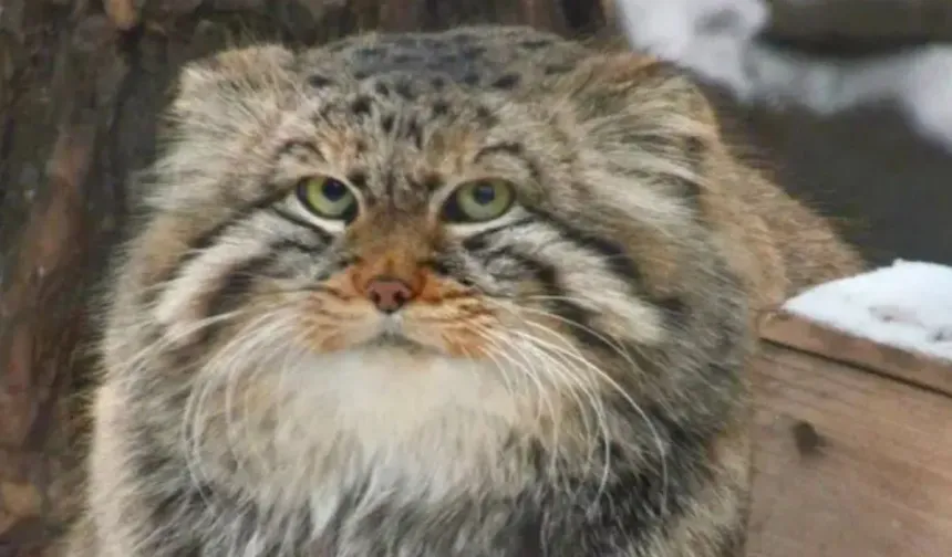 Pallas kedisi öldü mü neden?