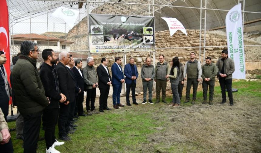 Şanlıurfa’nın Simgesi Kelaynaklar Doğal Yaşam Alanlarına Bırakıldı