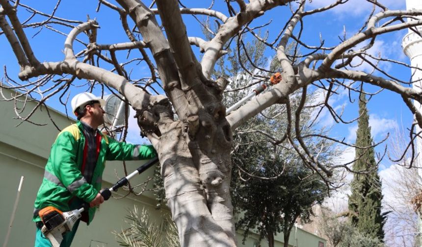 Şanlıurfa Karaköprü’de Ağaç Budama ve Bakım Seferberliği Başladı!