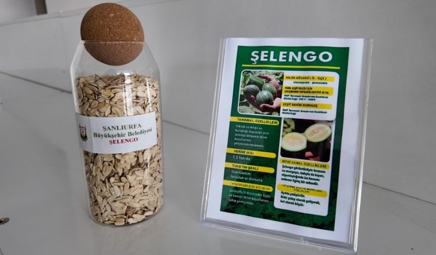 Şanlıurfa Tarımında Yerli Adım: Ata Tohumları Üreticilere Dağıtılıyor