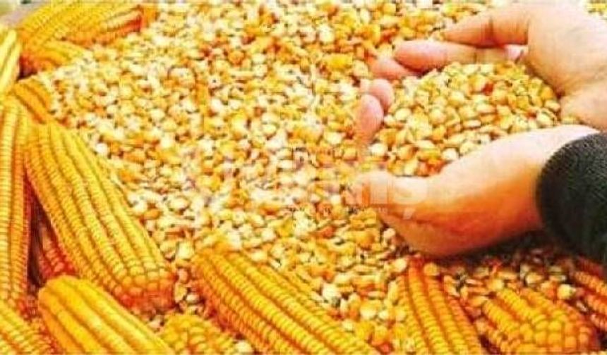Ceylanpınar’da 13 Bin Tonluk Mısır Satışı! İhale 9 Mart’ta