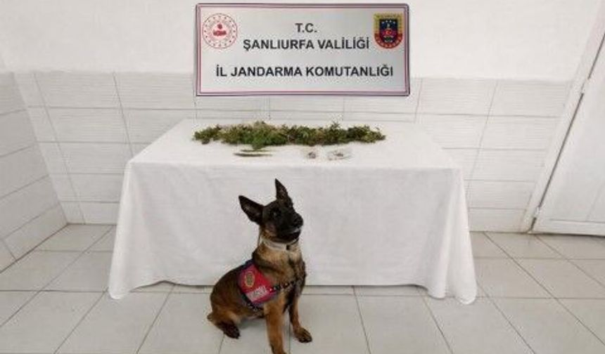 Şanlıurfa Birecik’te Narkotik Operasyonu!