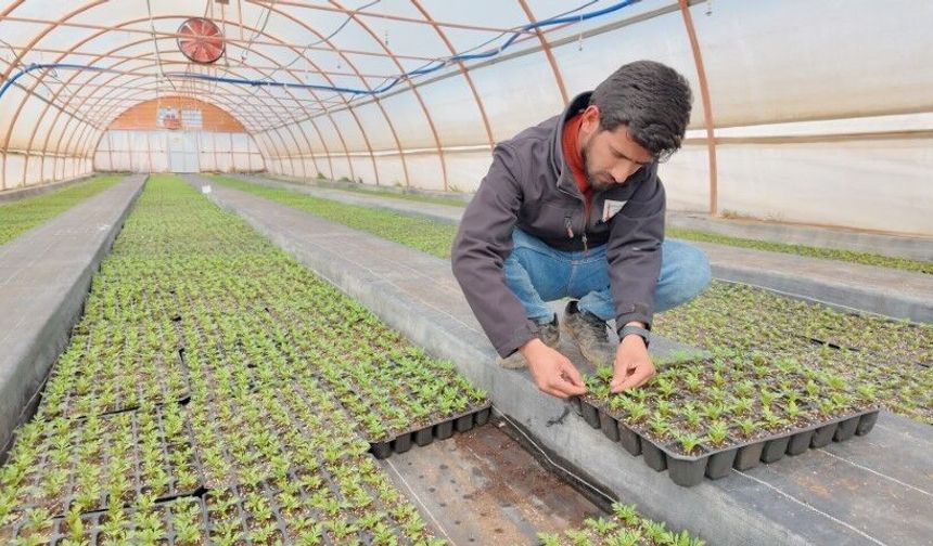 Şanlıurfa Büyükşehir Belediyesi 2026 Sezonu İçin Çiçek Üretiyor!