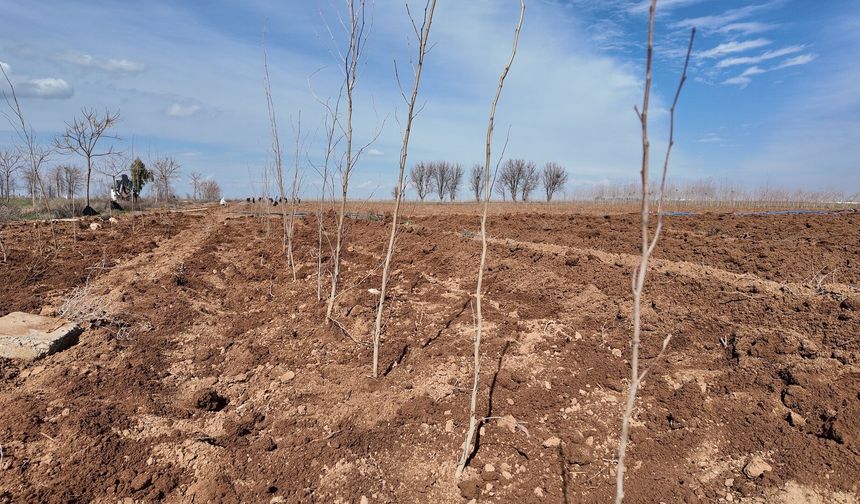 Şanlıurfa’nın Yeşil Dokusu Çınar Fidanlarıyla Güçleniyor