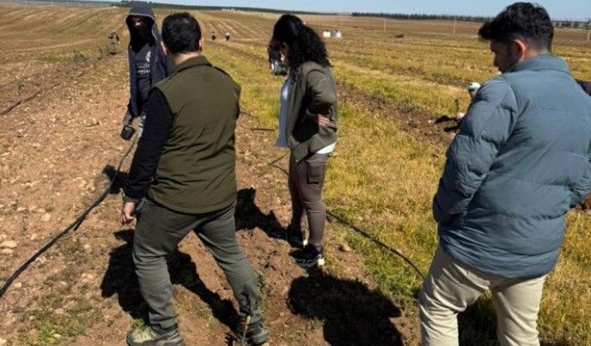 Şanlıurfa’da 125 Bin Zeytin Fidanı Toprakla Buluşuyor