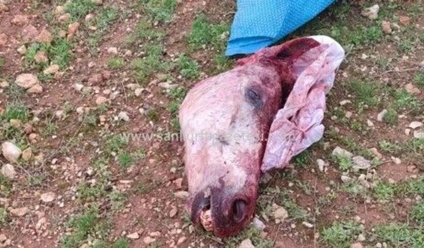 Şanlıurfa’da Yol Kenarında Dehşet Veren Görüntü!