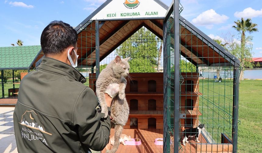 Şanlıurfa’da Kediler İçin Modern Yaşam Alanları!