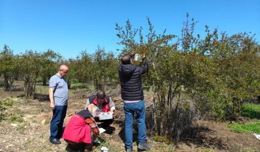 Şanlıurfa'da Nar Bahçelerinde Denetim!