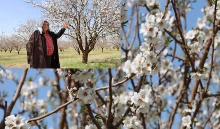 Şanlıurfa Badem Üretiminde Liderliğe Koşuyor!