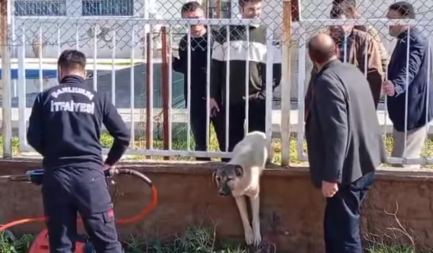 Şanlıurfa Suruç’ta Demire Sıkışan Köpek İtfaiye Tarafından Kurtarıldı!