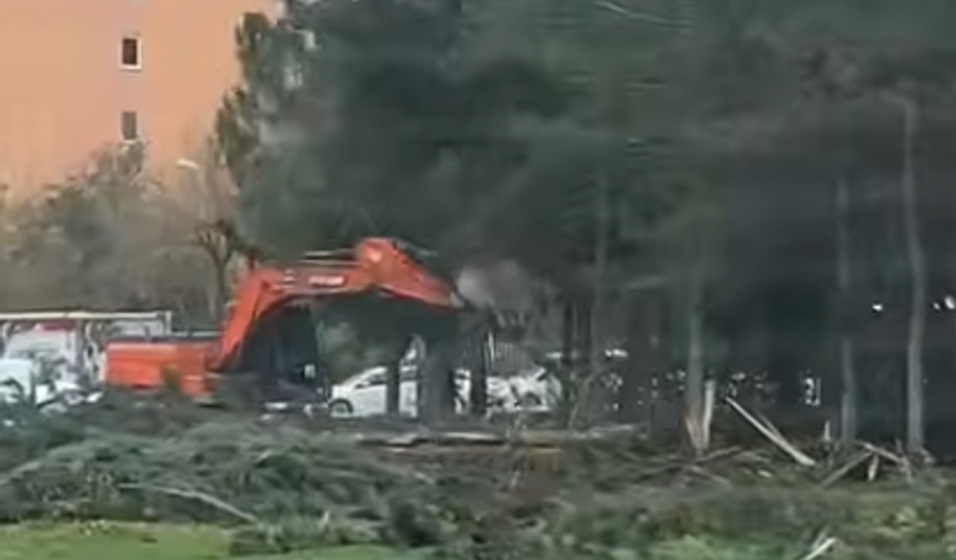 Şanlıurfa’da Ağaçlara Zarar Veren Belediye Personeline Soruşturma Başlatıldı!