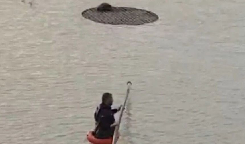 Şanlıurfa’da Havuza Düşen Tilki Doğaya Döndü!