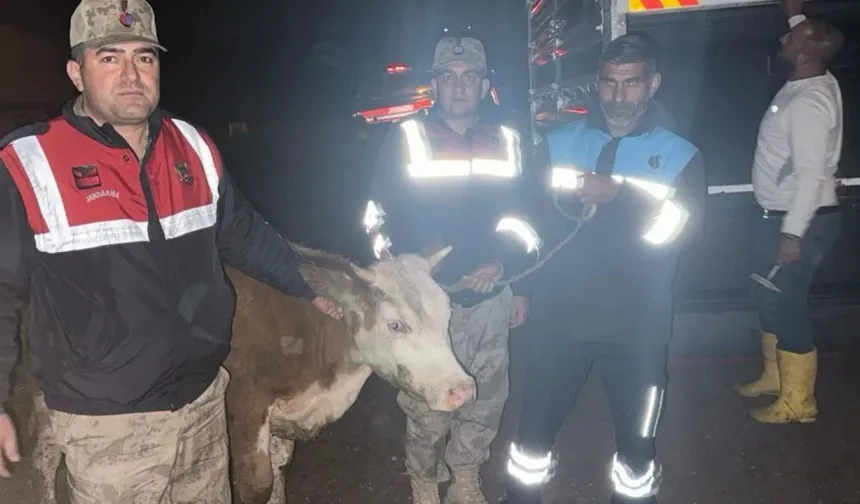 Şanlıurfa’da Büyükbaş Hayvan Olayında Şüpheliler Yakalandı