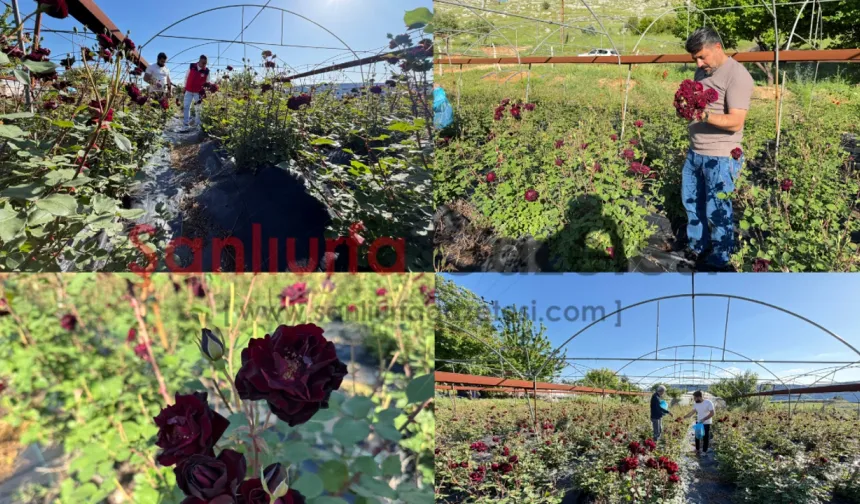 Şanlıurfa’nın Gizemli Çiçeği Karagül Turistlerin Gözdesi Oldu!